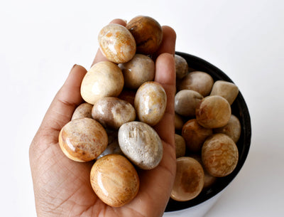 Fossil Coral Tumbled crystals (Grounding and longevity)